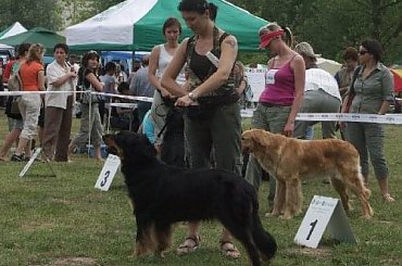 CACIB KRAKÓW #CIRYSZNADRZEKIMASKAWY #HOVAWART