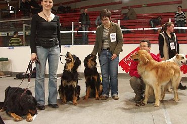 CACIB KATOWICE 29.03.2008 #CIRYSZNADRZEKIMASKAWY #HOVAWART