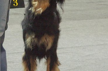 CACIB KATOWICE 29.03.2008 #CIRYSZNADRZEKIMASKAWY #HOVAWART