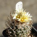 Turbinicarpus flaviflorus