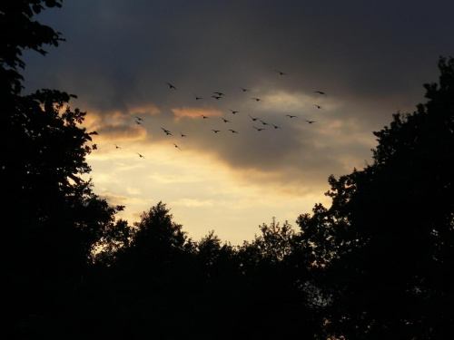 Fly my ravens... #Zachód #Niebo #Słońce #Ptaki