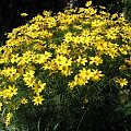 Coreopsis verticillata (Nachyłek okółkowy)