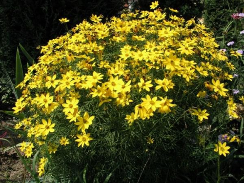 Coreopsis verticillata (Nachyłek okółkowy)