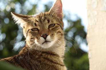 #kot #kotek #kocurek #koty