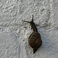 slimak slimak wystaw rogi