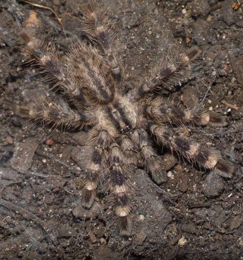 P. regalis