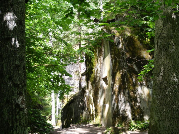Zdjęcia z wyprawy do Wilczego Szańca #las #drzewa #bunkry #obeliska