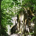 Zdjęcia z wyprawy do Wilczego Szańca #las #drzewa #bunkry #obeliska