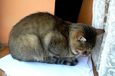 Klakier #kot #Klakier