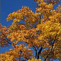 jesień #jesień #drzewo #liście