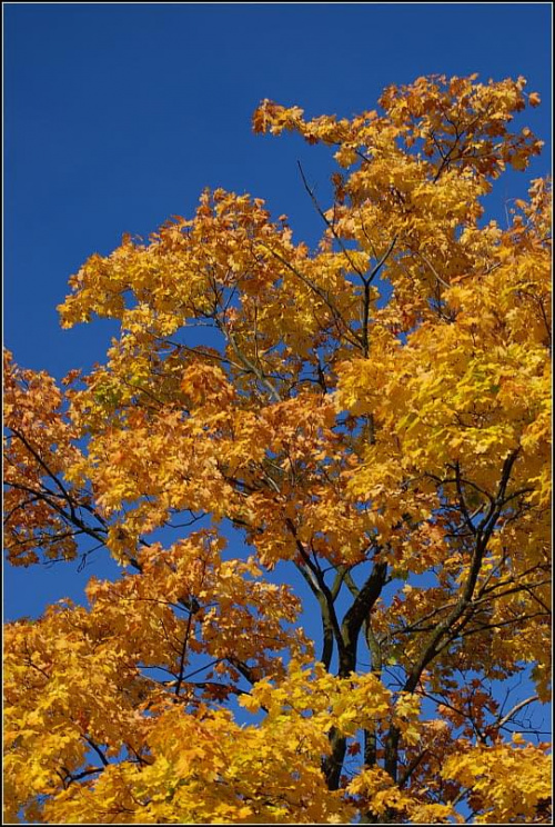 jesień #jesień #drzewo #liście