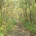 Kampinoski Park Narodowy #KampinoskiParkNarodowy #las #drzewa