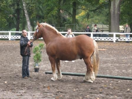 Stig (Bramin II - Santa po Vilor), hod. Tymonowicz