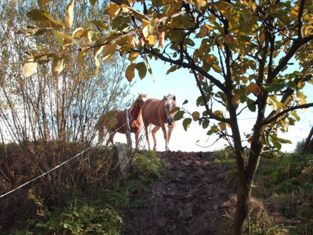 #haflinger #KonieJesień