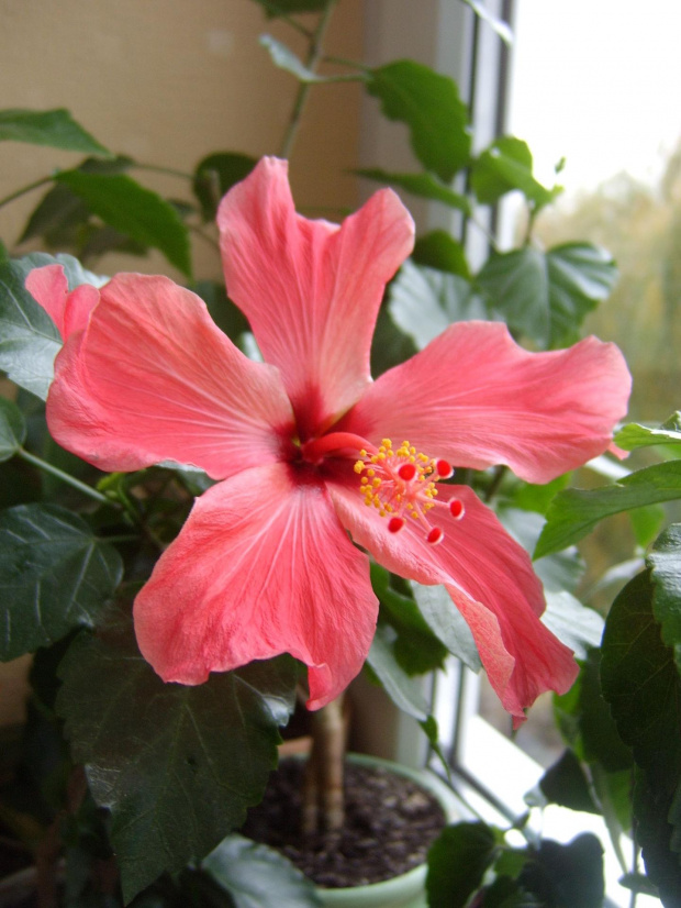 Hibiskus