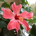 Hibiskus