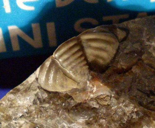 Pygidium (tarcza ogonowa) trylobita Calymene sp. ? Długość okazu - 1,2 cm . Wiek : dolny sylur – środkowy dewon . Data znalezienia : 2003 .