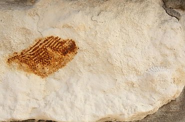 Skamieniałości widoczne w murze w centrum Wilkołaza. Takie muzeum za darmo w plenerze :) #Wilkołaz #skamieniałości