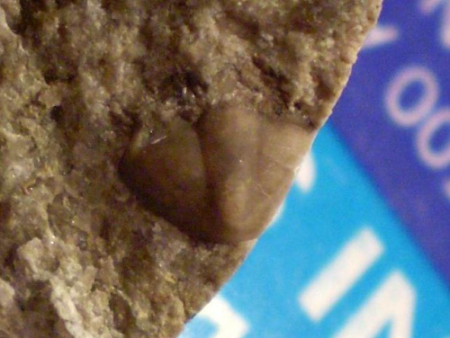 Pygidium trylobita . Długość okazu - 0,7 cm . Wiek - ? Data znalezienia : 2006 .