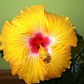 Hibiscus