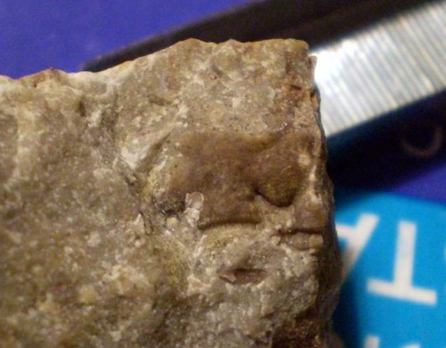 Fragment glabelli trylobita . Długość okazu - 0,8 cm . Wiek - ? Data znalezienia : 2005 .