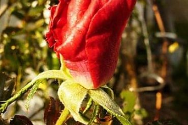 #róża #jesień #czerwień #kolor #natura