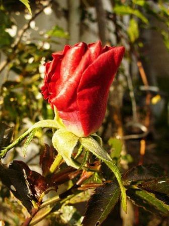 #róża #jesień #czerwień #kolor #natura