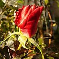 #róża #jesień #czerwień #kolor #natura