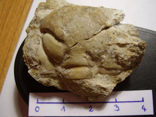 Glabella trylobita Chasmops sp. Długość okazu - 3,5 cm . Wiek : dolny ordowik – górny dewon . Data znalezienia : 2006 . Okaz nr 94 pochodzi z tej samej skały .