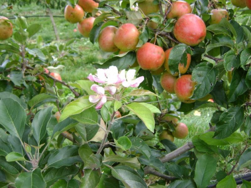 Jeszcze kwitnace jablonie