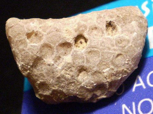 Koralowiec Favosites sp.? Długość okazu - 2,3 cm . Wiek : ordowik - dewon . Data znalezienia : 2003 .