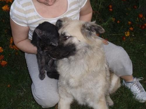 Leonberger mix Vega październik 2008r