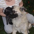 Leonberger mix Vega październik 2008r