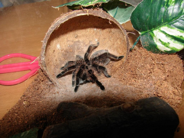 Brachypelma albopilosum - (Ptasznik kędzierzawy) #Pająki #zwierzęta #terraria