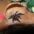 Brachypelma albopilosum - (Ptasznik kędzierzawy) #Pająki #zwierzęta #terraria