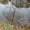 Jesiennie w Parku w Chorzowie #Lustro