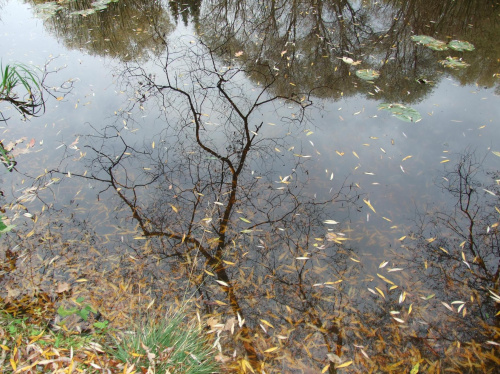 Jesiennie w Parku w Chorzowie #Lustro
