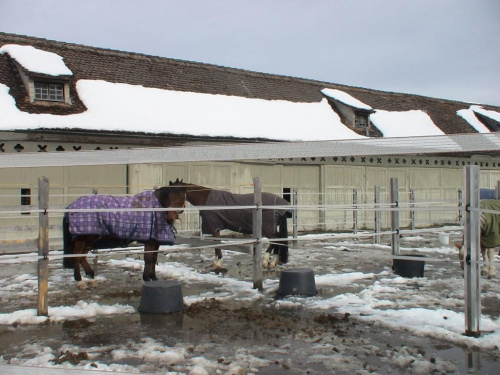 przyklasztorna stadnina koni #Einsiedeln #Szwajcaria #Suisse #Schweiz #Svizzera #klasztor #StadninaPrzyklasztorna