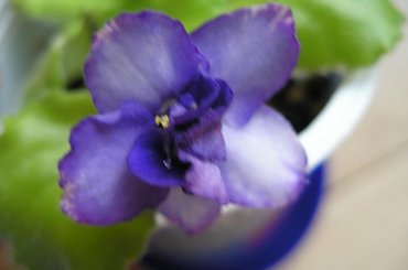 fiołek afrykański - "jola" #FiołekAfrykański #FiołkiAfrykańskie #kwiatki #kwiaty #saintpaulia