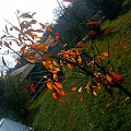 niestety to już koniec lata:( #barwy #brzozy #drzewa #DrzewkoOwocowe #drzewo #jesień #kolory #las #liscie #natura #opad #piękno #przyroda #sosny #zółć #zółtość