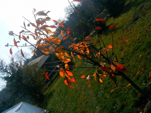 niestety to już koniec lata:( #barwy #brzozy #drzewa #DrzewkoOwocowe #drzewo #jesień #kolory #las #liscie #natura #opad #piękno #przyroda #sosny #zółć #zółtość