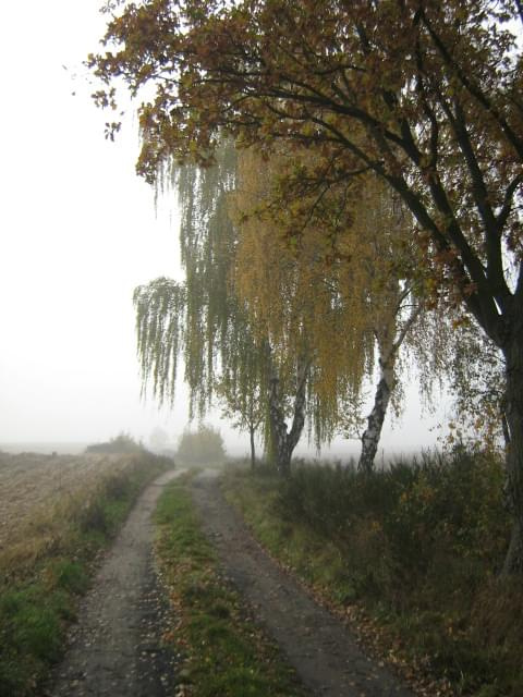 jesienna droga #jesień #mgła #drzewa #przyroda
