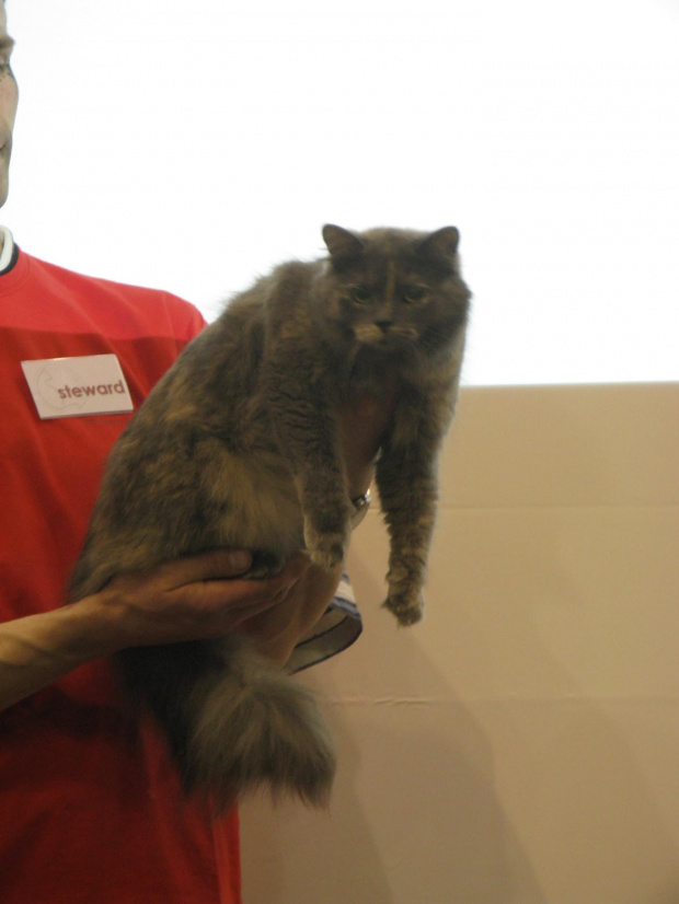 Dasza okazała sie najlepszą kotką specjalistycznej wystawy kotów syberyjskich wśród dorosłych kotek - została wybrana przez sędziego z Austrii Mr. Karl Preiss