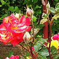 Róża w moim ogrodzie #Róża #kwiaty #ogród