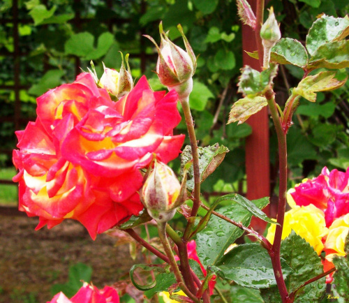 Róża w moim ogrodzie #Róża #kwiaty #ogród