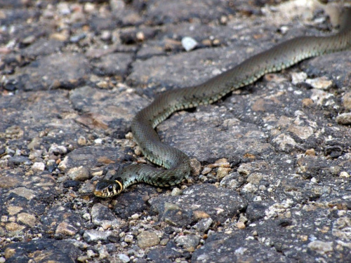 miejscowa fauna; zaskroniec na drodze w Wołosatem