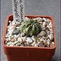 Lobivia cinnabarina v. walterspielii WR 73