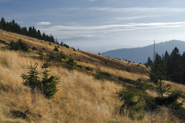 Tatry Zachodnie z Hali Bacmańskiej #BeskidŻywiecki #tatry #góry