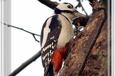 dziecioł duży #dzięcioł #DzieciołDuży