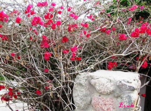 Egipt - krzewy bez liści a kwitną...? #Egipt #krzew #kwiaty #ogród